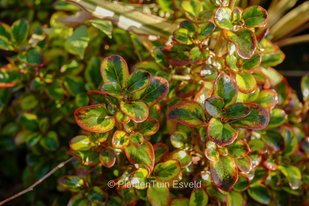 Coprosma repens ‘Tequilla Sunrise’