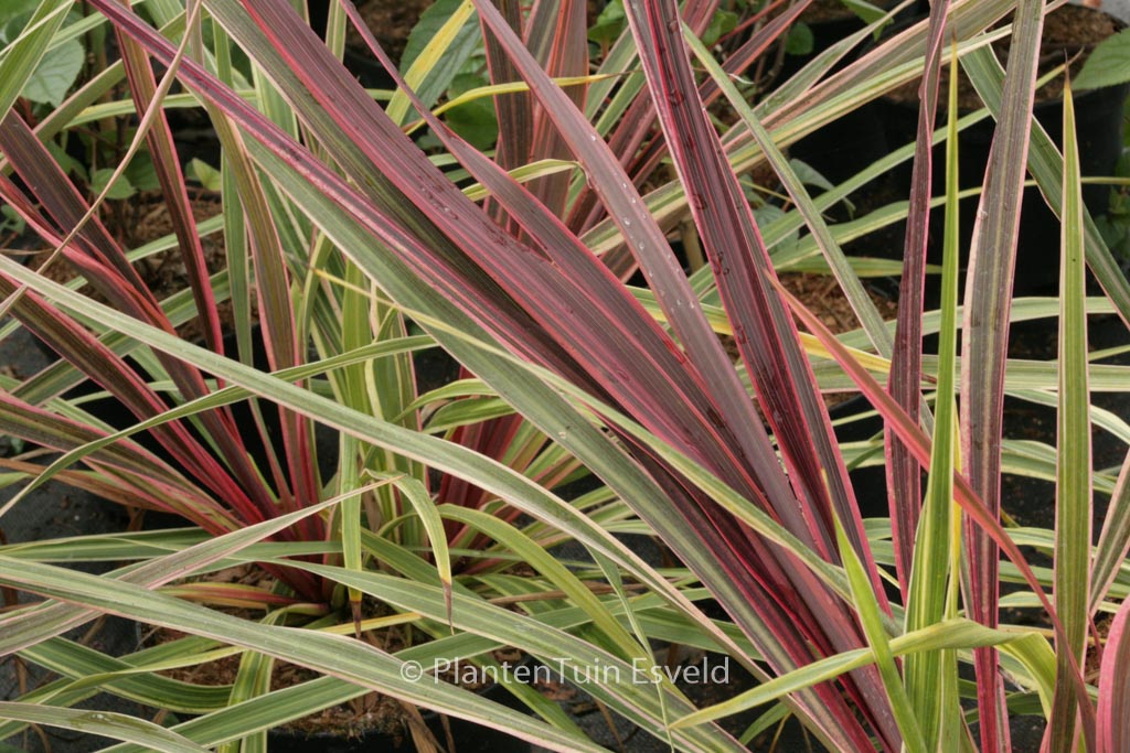 Cordyline ‘Can Can’