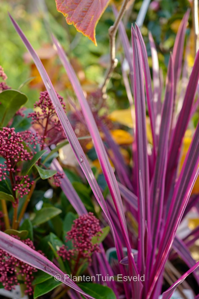 Cordyline ‘Paso Doble’
