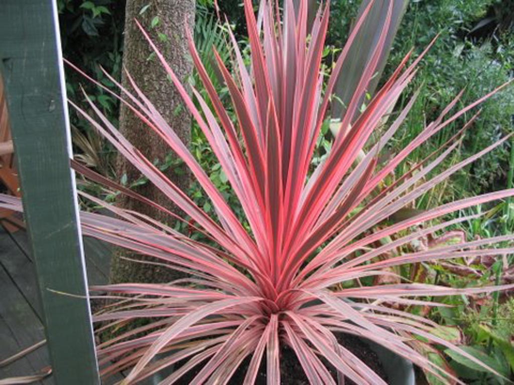 Cordyline australis ‘Charlie Boy’