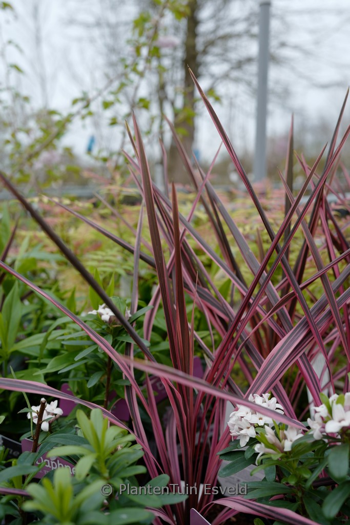Cordyline australis ‘Southern Splendour’