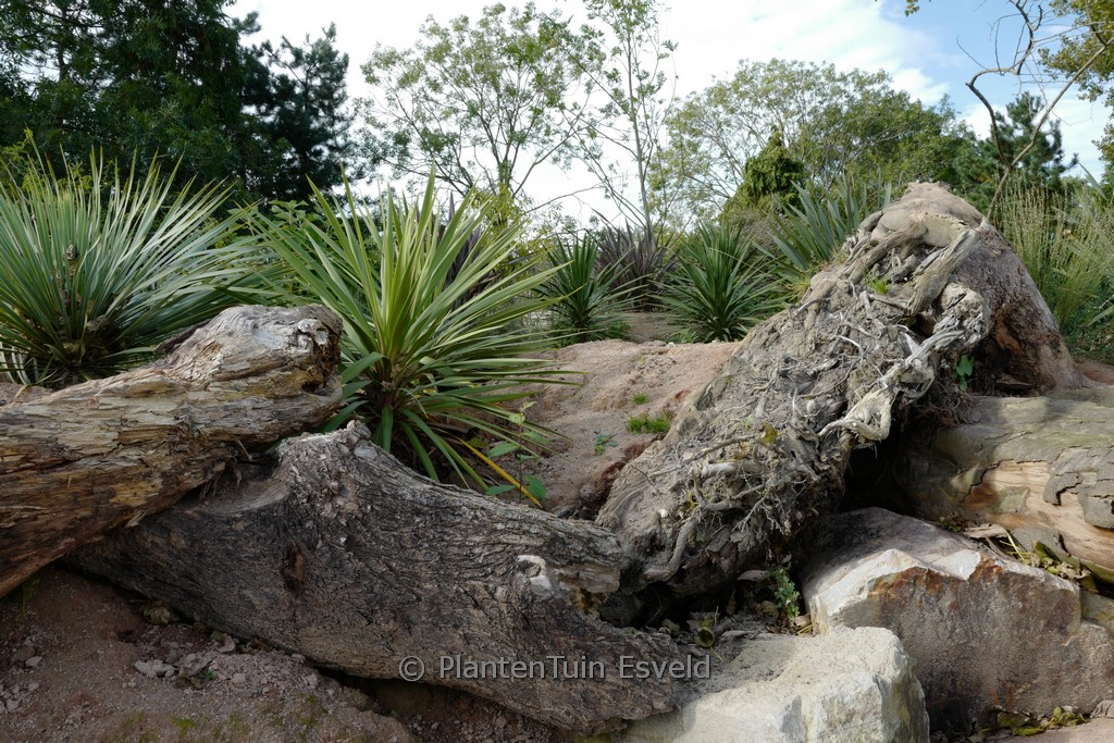 Cordyline indivisa ‘Peko’