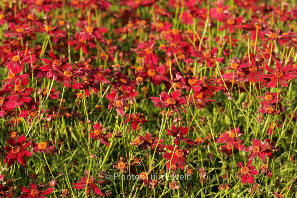 Coreopsis ‘Limerock Ruby’