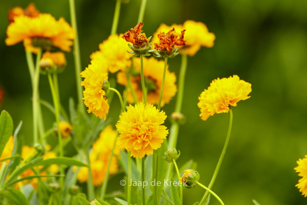 Coreopsis grandiflora ‘Early Sunrise’