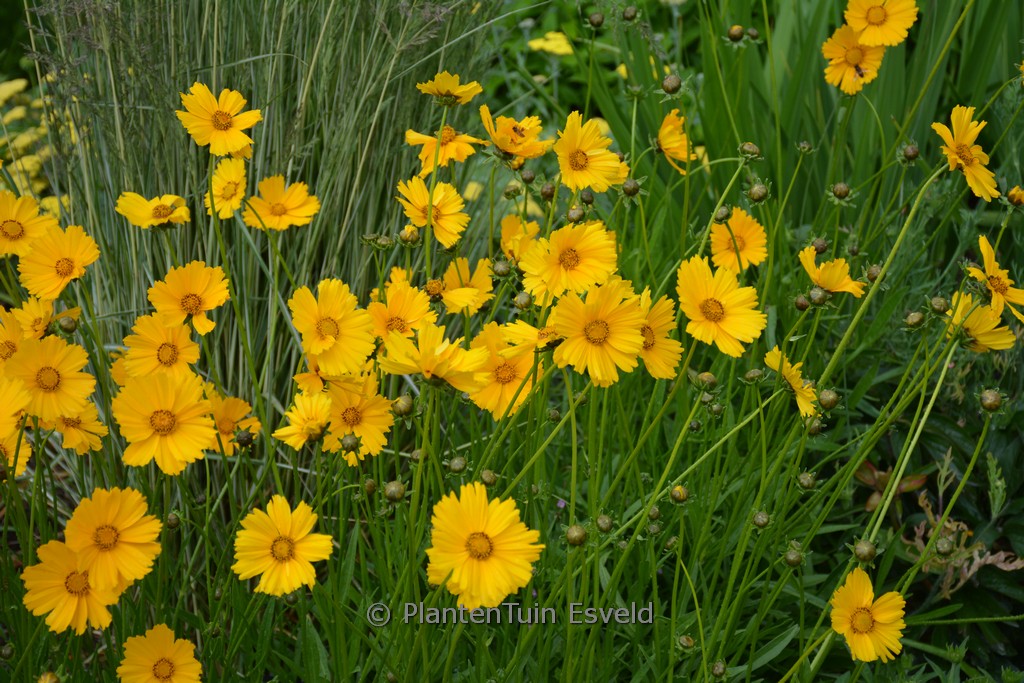 Coreopsis grandiflora ‘Schnittgold’