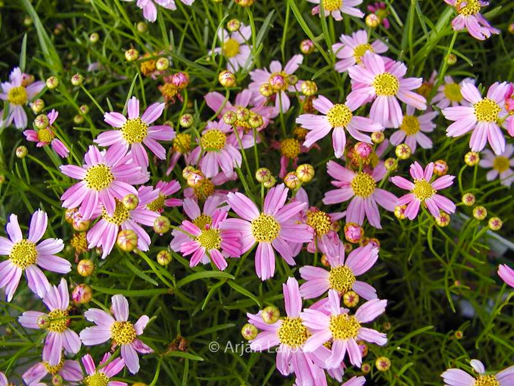 Coreopsis rosea ‘American Dream’