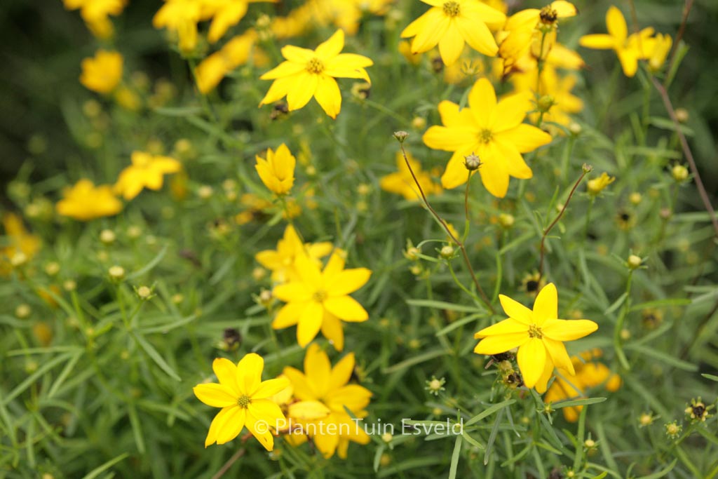 Coreopsis verticillata ‘Grandiflora’