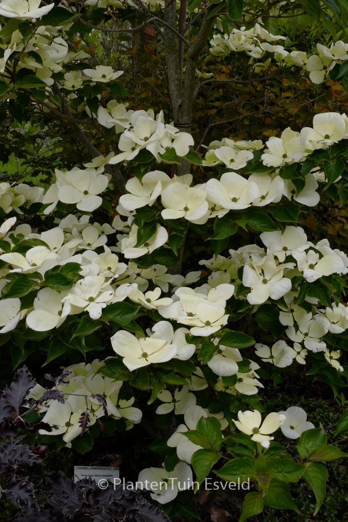 Cornus ‘KN-30-8’ (VENUS)