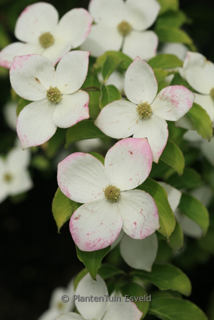 Cornus ‘Norman Hadden’