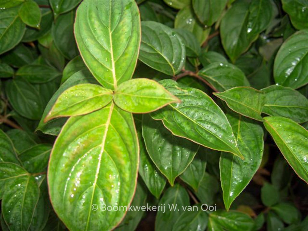 Cornus ‘Porlock’