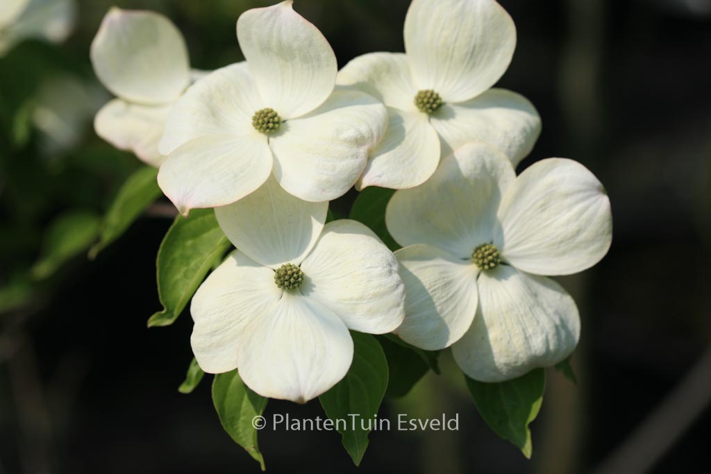 Cornus ‘Rutdan’ (CELESTIAL / GALAXY)