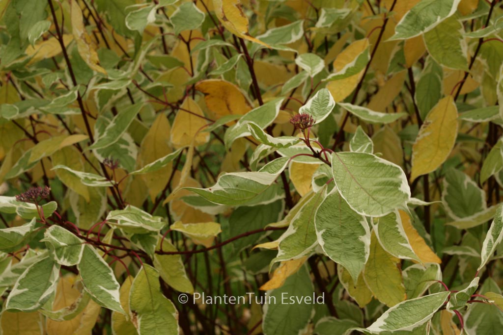 Cornus alba ‘Baihalo’ (IVORY HALO)
