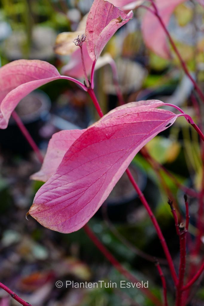 Cornus alba ‘Minbat’ (BATON ROUGE)