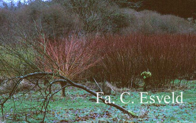 Cornus alba ‘Sibirica’