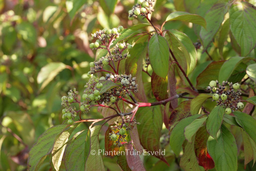 Cornus amomum ‘Blue Cloud’