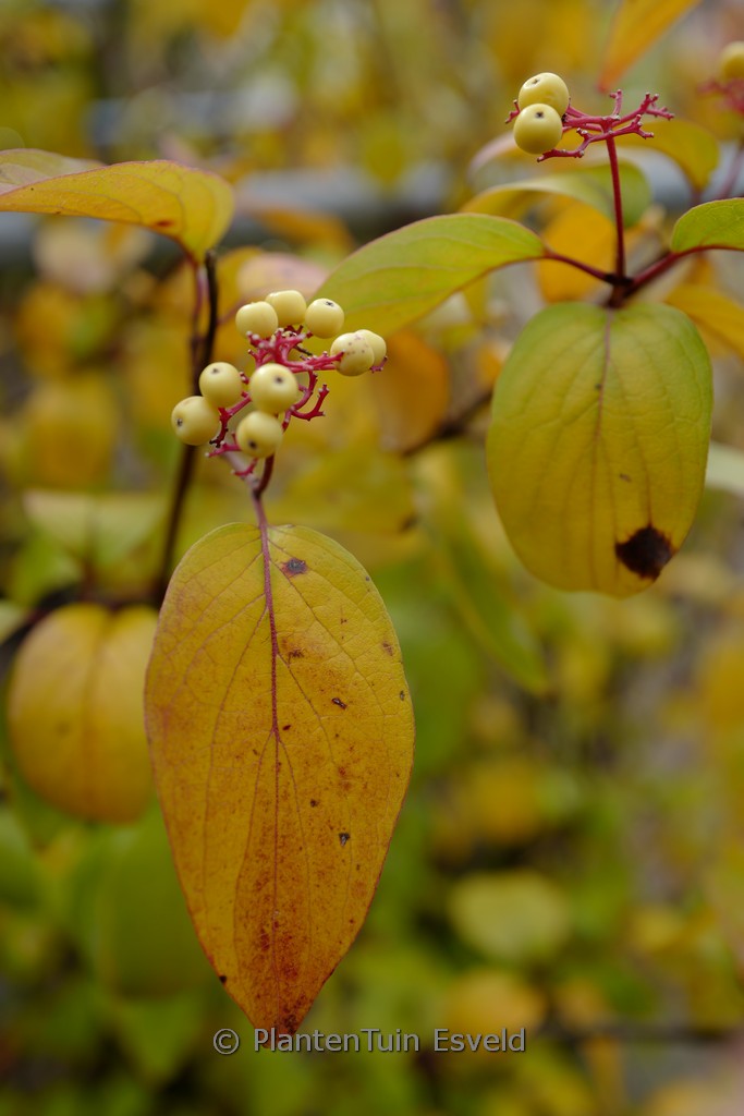 Cornus asperifolia ‘Henval1801’ (SUNSHINY DROPS)