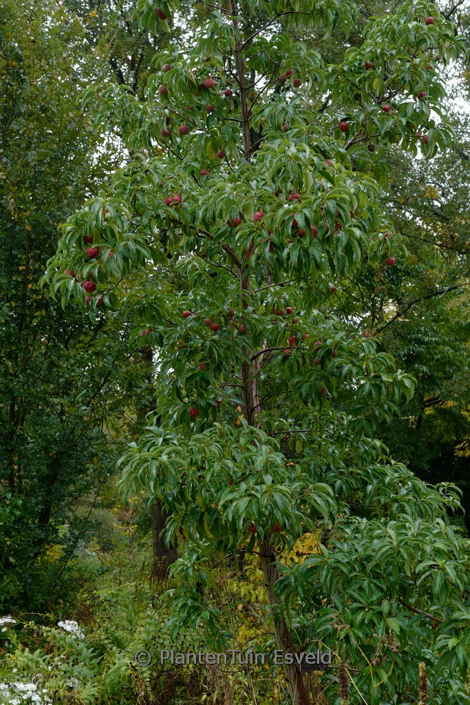 Cornus capitata ‘Kilmacurragh Rose’
