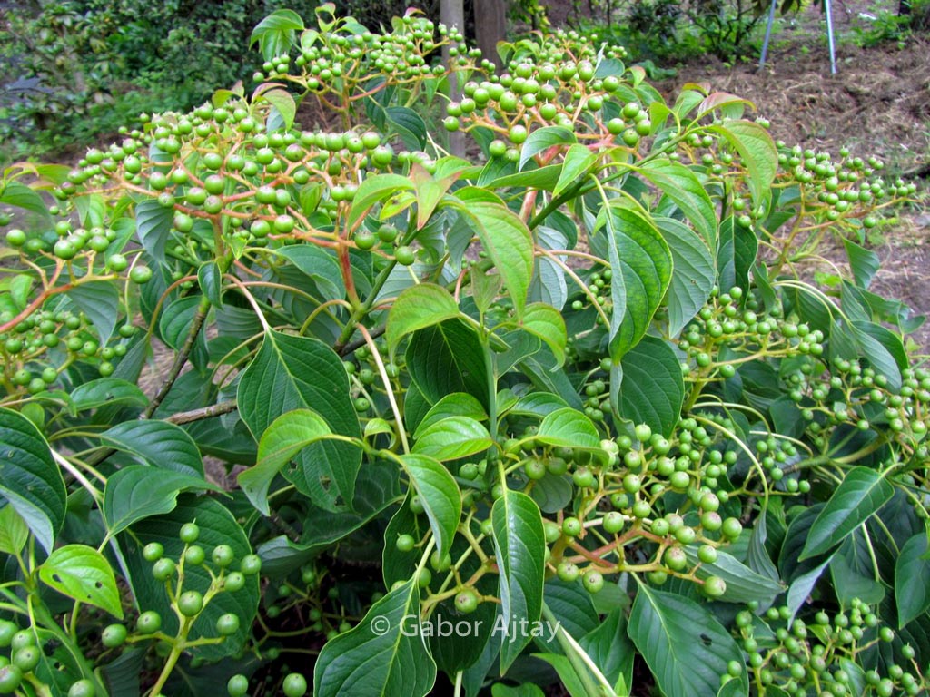 Cornus controversa ‘Green Carpet’