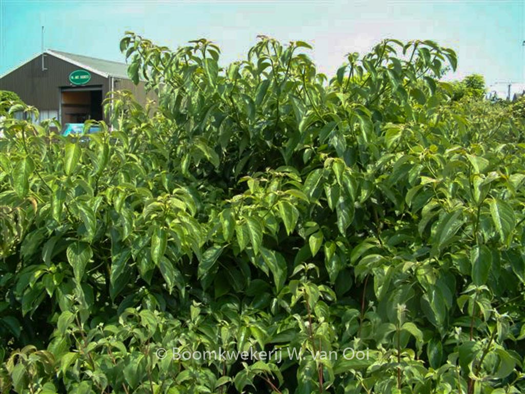 Cornus controversa ‘Pagoda’