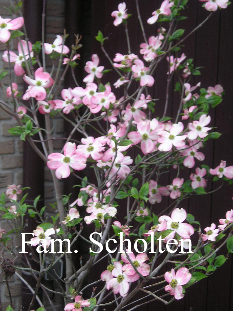 Cornus florida ‘Cherokee Chief’