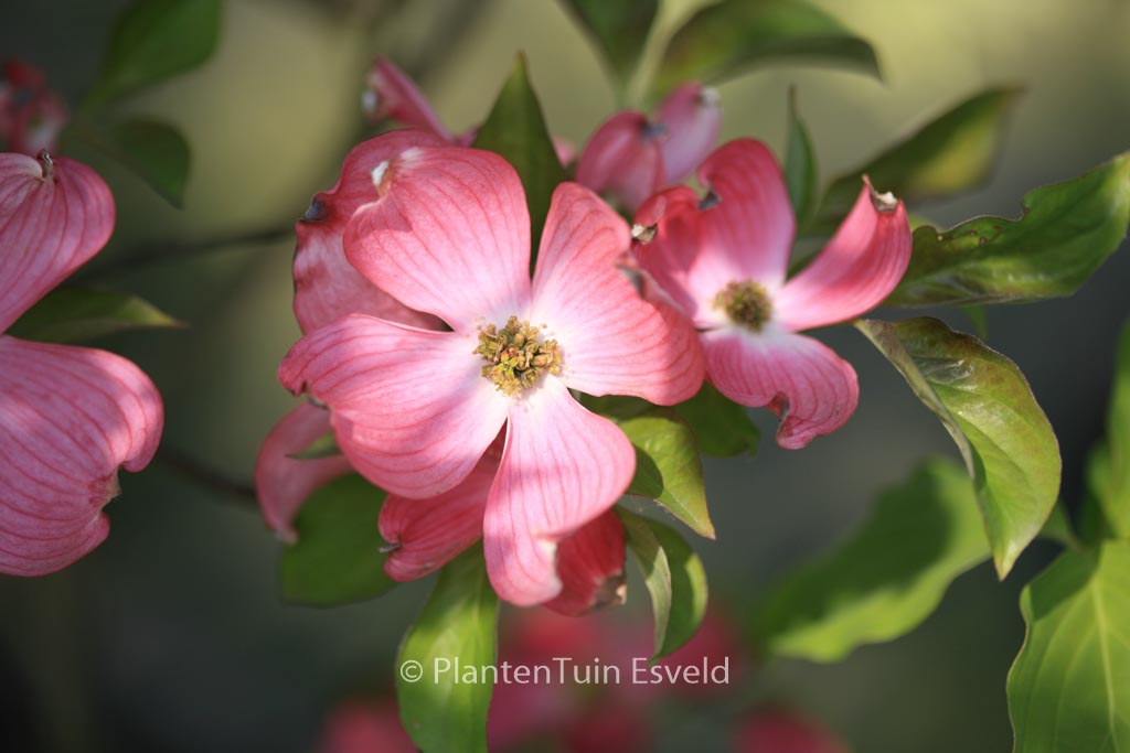 Cornus florida ‘Red Giant’