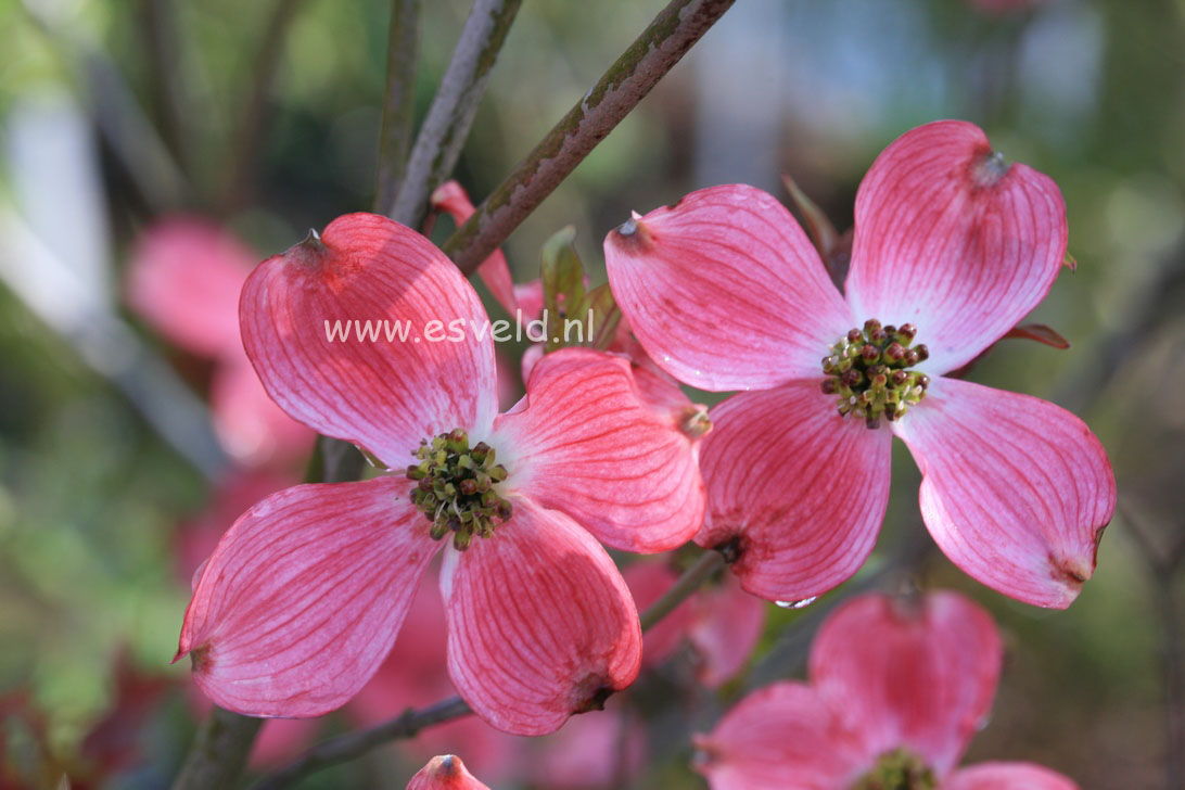Cornus florida ‘Rubra’
