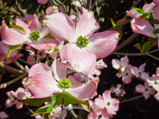 Cornus florida ‘Sweetwater Red’