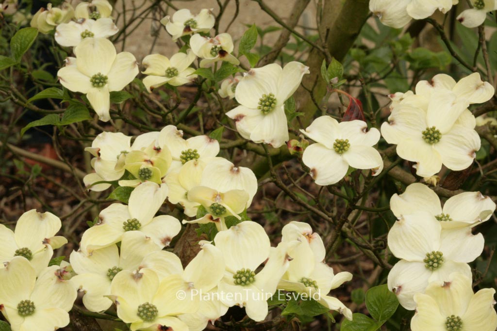 Cornus florida ‘White Cloud’