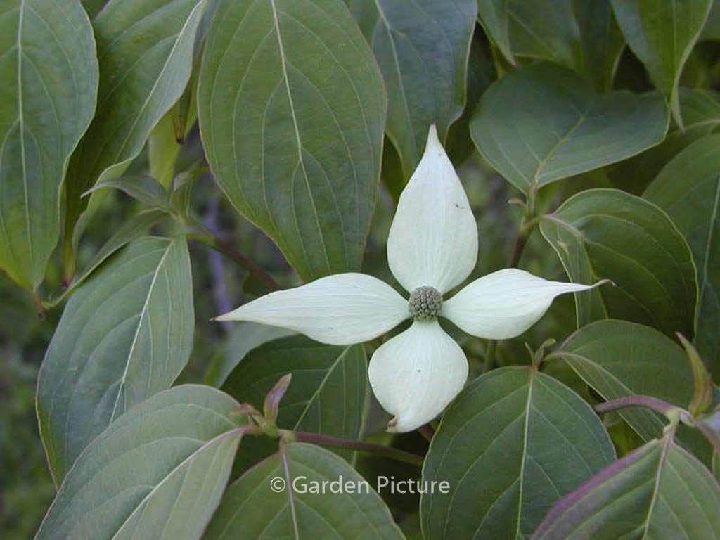 Cornus kousa ‘Blue Shadow’
