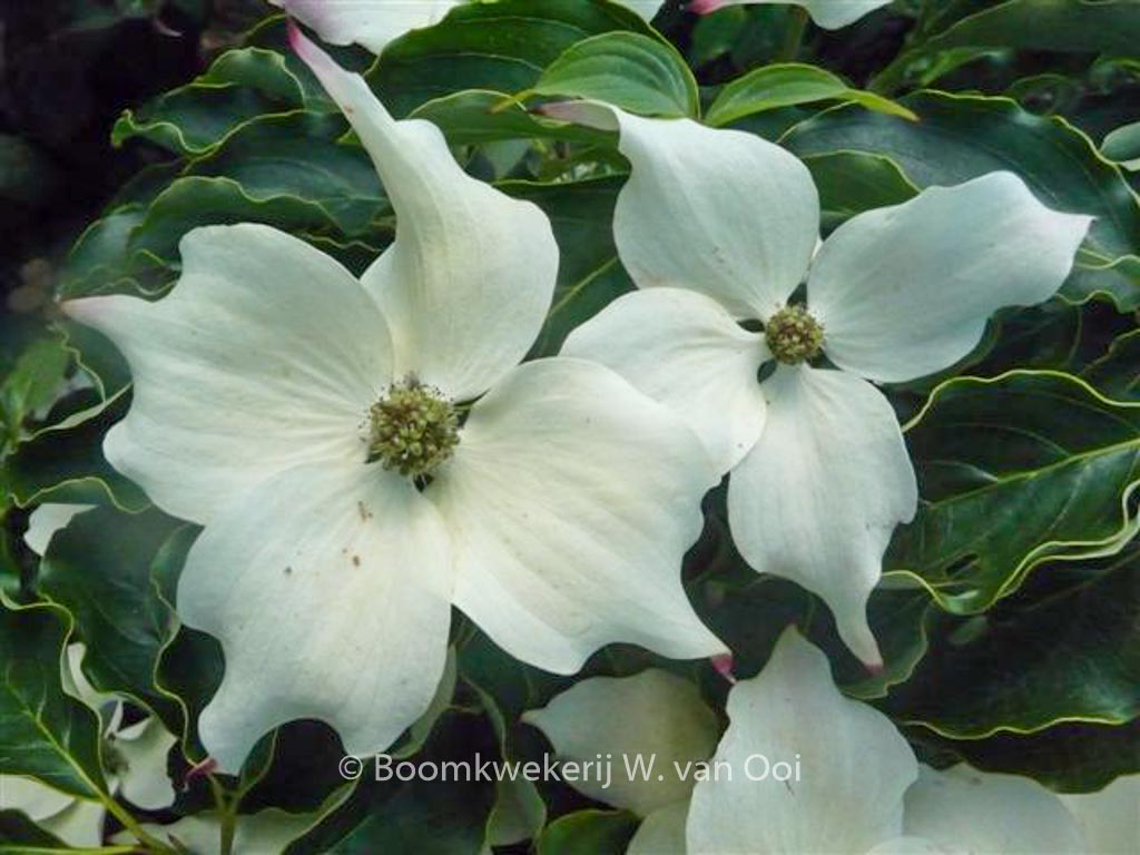 Cornus kousa ‘Cherokee’