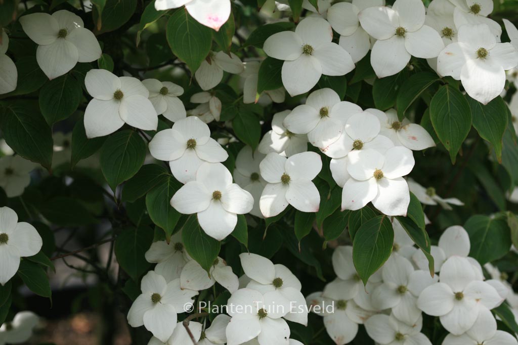 Cornus kousa ‘Claudia’