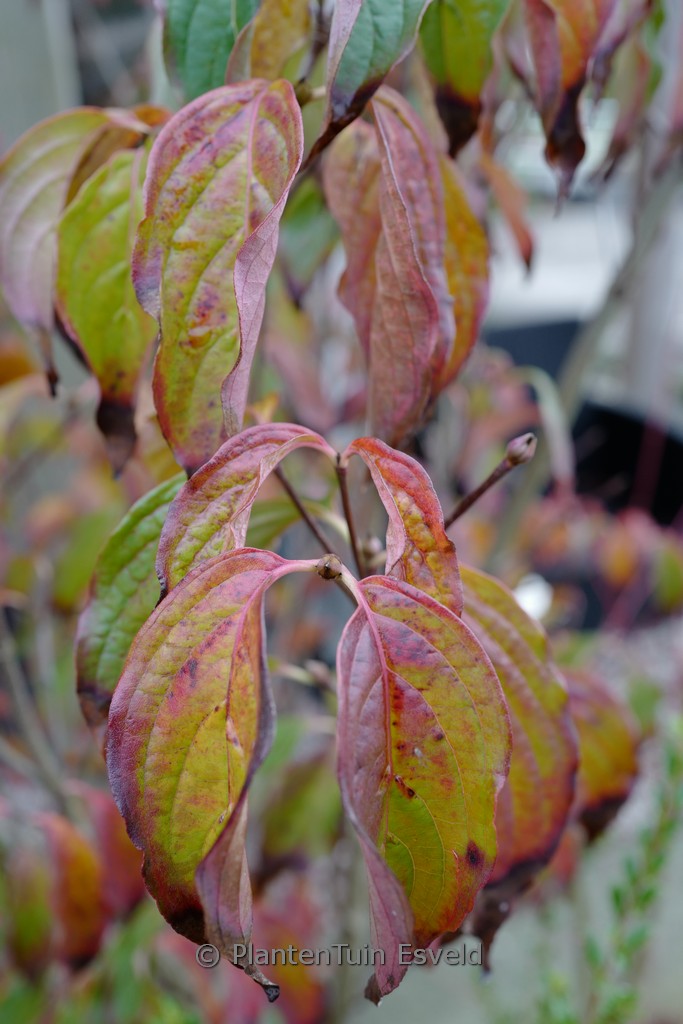 Cornus kousa ‘Couronne’