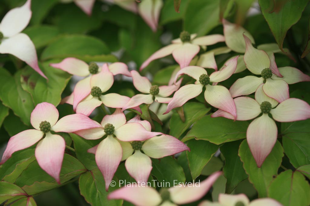 Cornus kousa ‘Dwarf Pink’