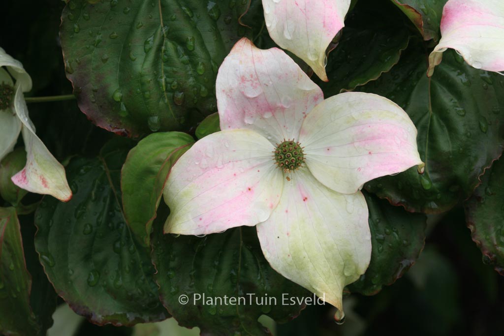 Cornus kousa ‘Ed Mezitt’