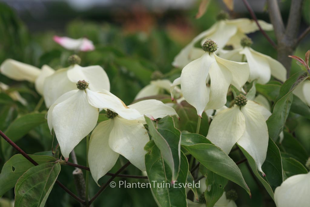 Cornus kousa ‘Fanfare’
