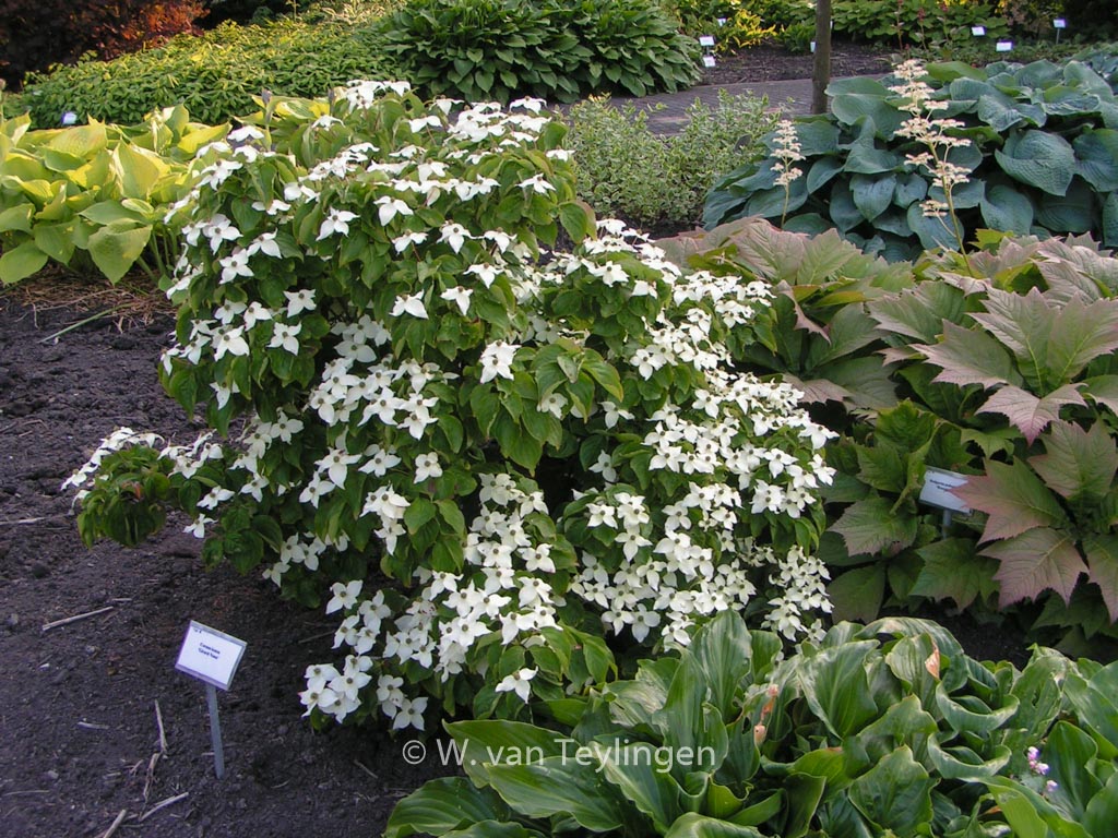 Cornus kousa ‘Girard’s Dwarf’