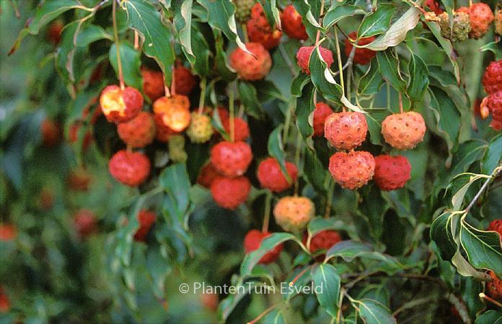 Cornus kousa ‘Grossblumig spaet’