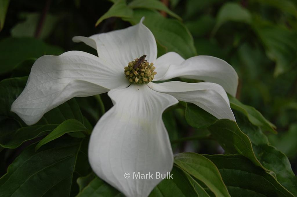 Cornus kousa ‘KN4-43’ (STARLIGHT)