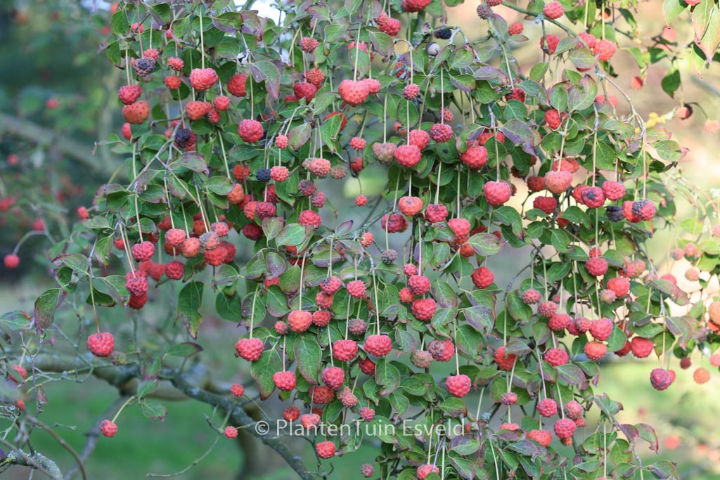 Cornus kousa ‘Milky Way’