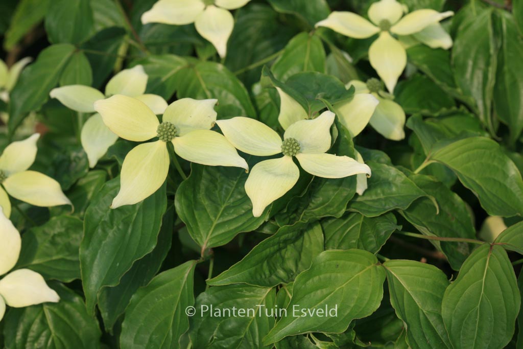 Cornus kousa ‘National’