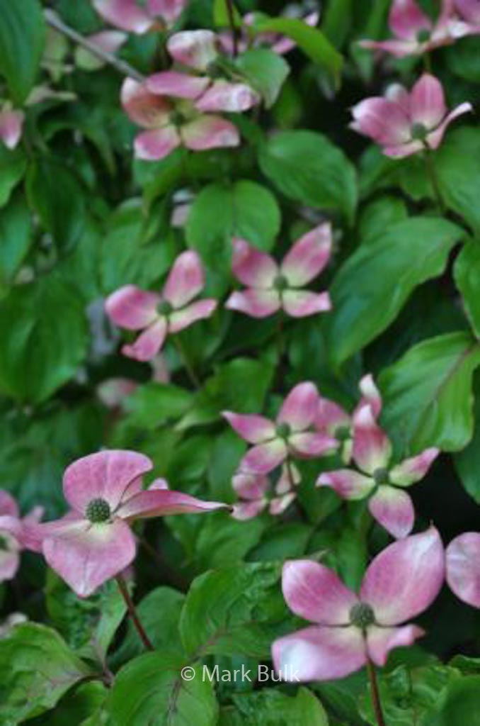 Cornus kousa ‘Peve Satomi Compact’