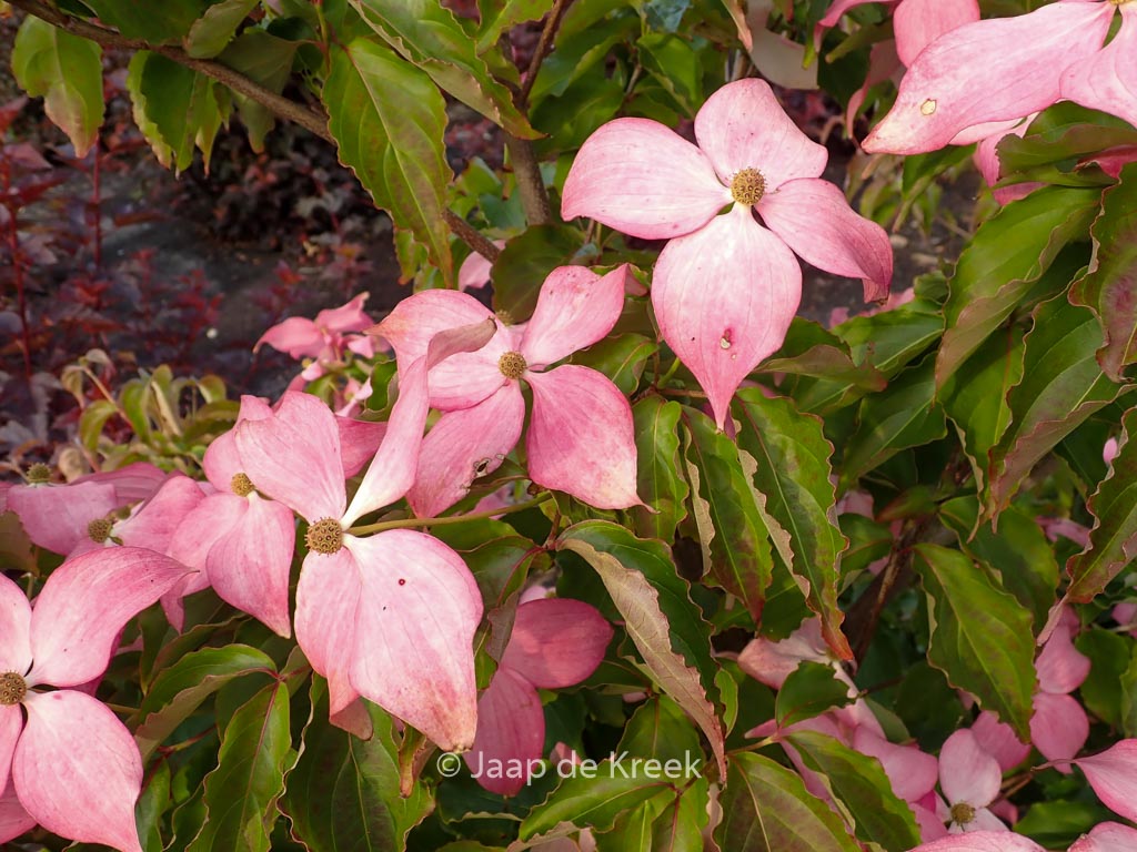 Cornus kousa ‘Rutpink’ (SCARLET FIRE)