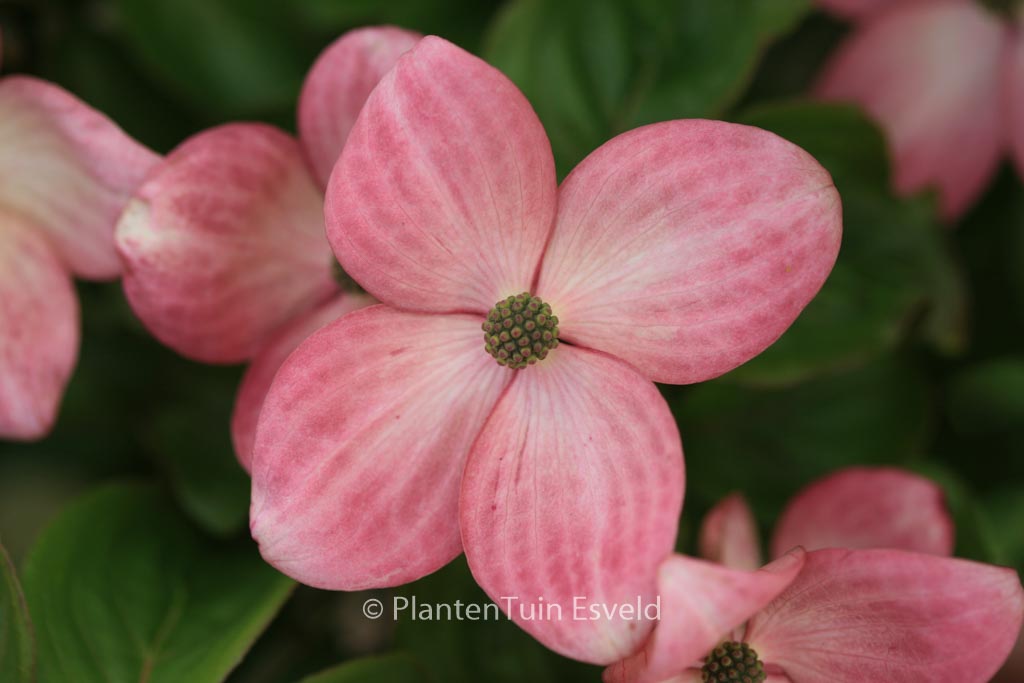 Cornus kousa ‘Satomi’
