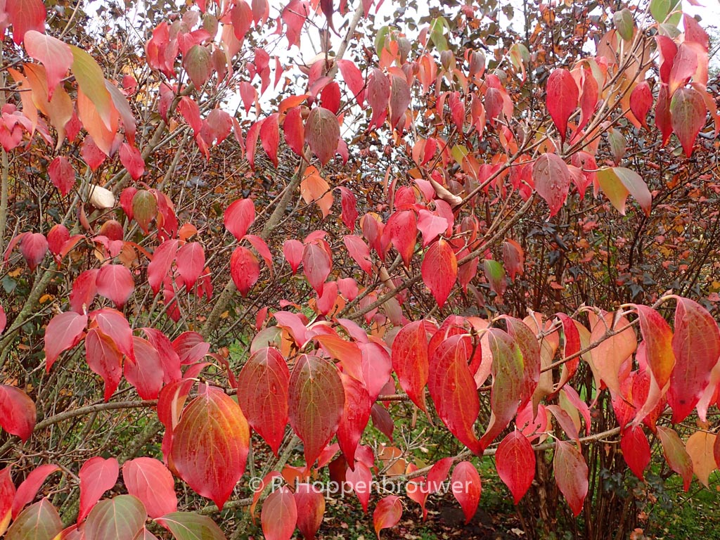 Cornus kousa ‘Schmetterling’