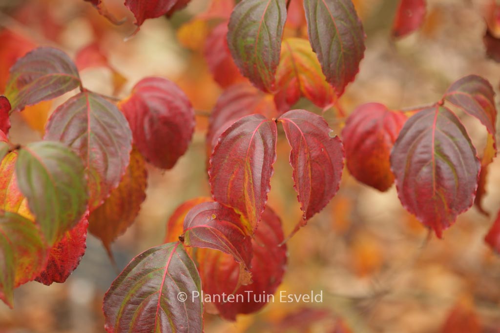 Cornus kousa ‘Summer Stars’