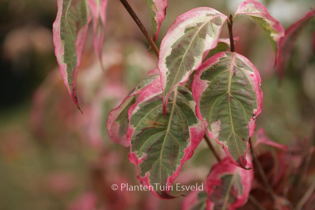 Cornus kousa ‘Summerfun’