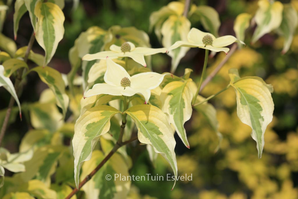 Cornus kousa ‘Tri-Splendor’