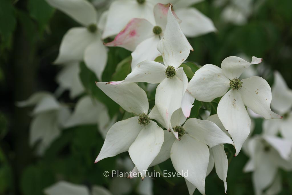 Cornus kousa ‘Weisse Fontaene’