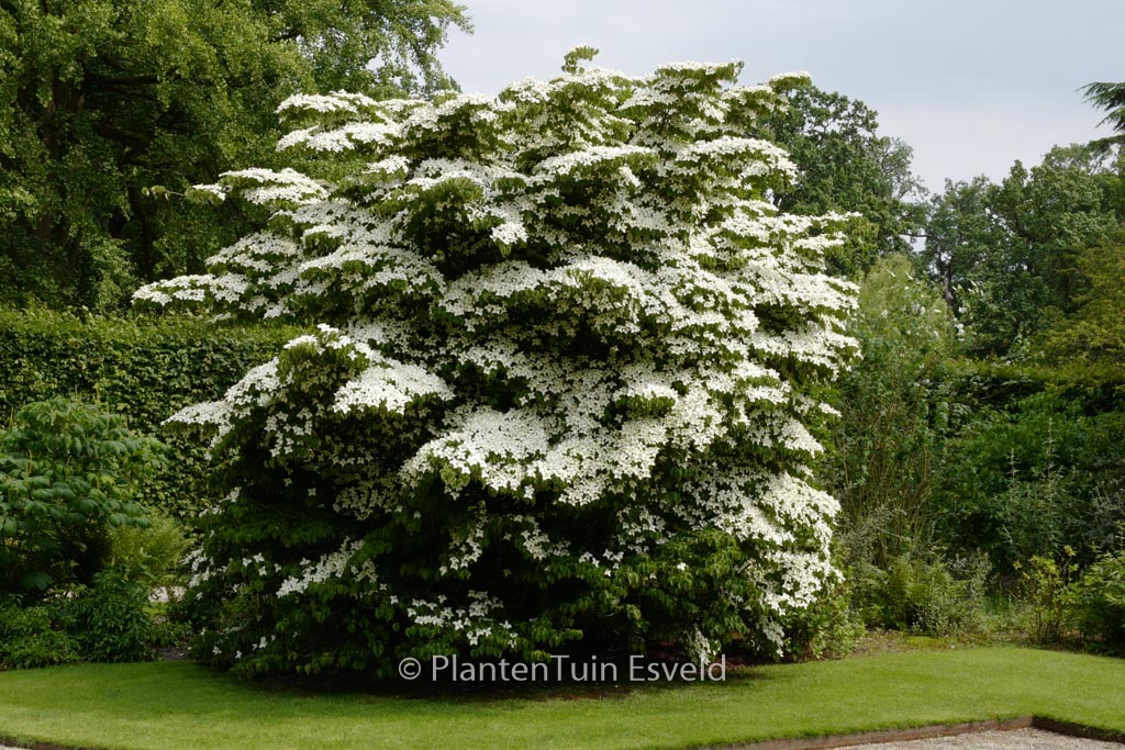Cornus kousa