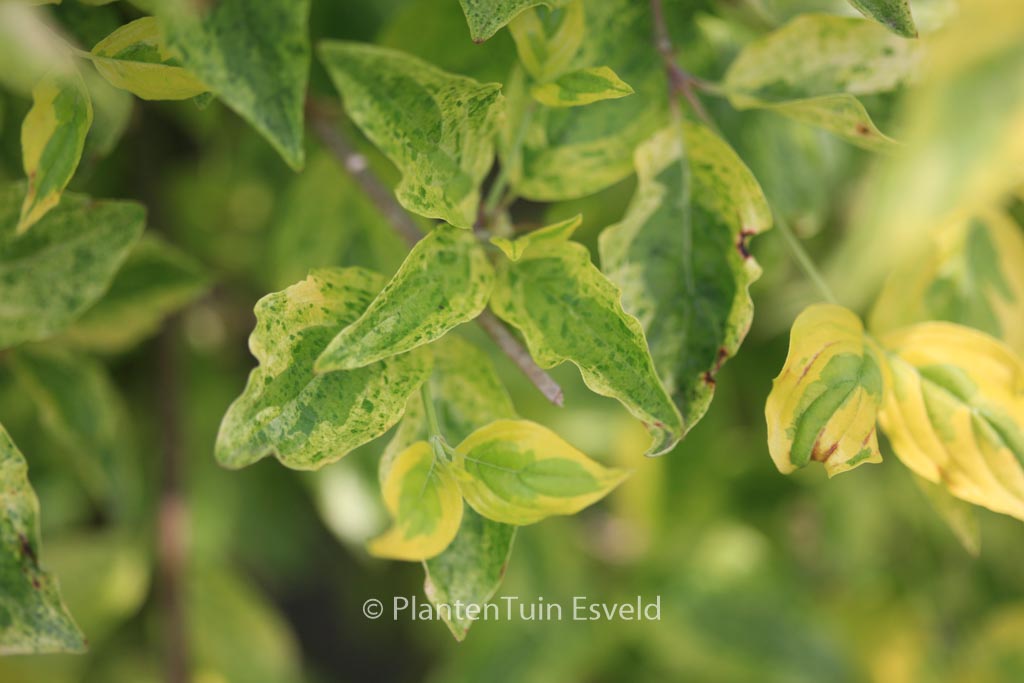 Cornus mas ‘Aurea Elegantissima’